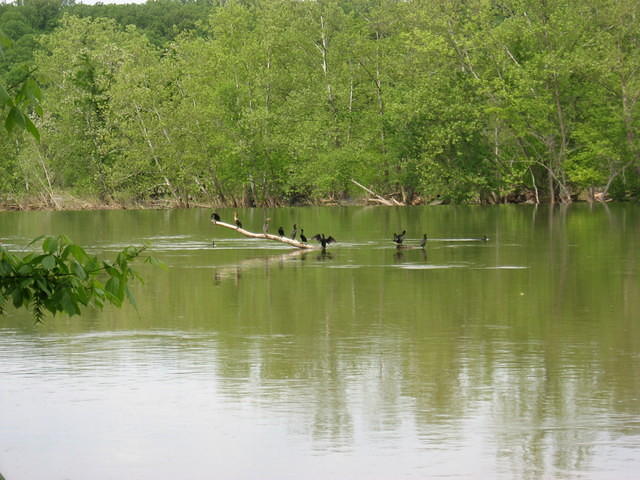 Roosting birds