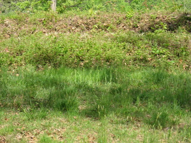 Trenches at Spotsylvania