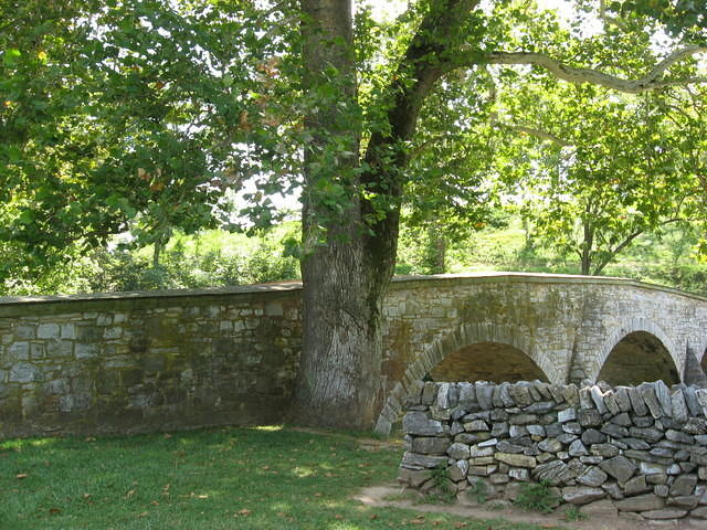 Tree at Burnsides Bridge that was in painting of the battle