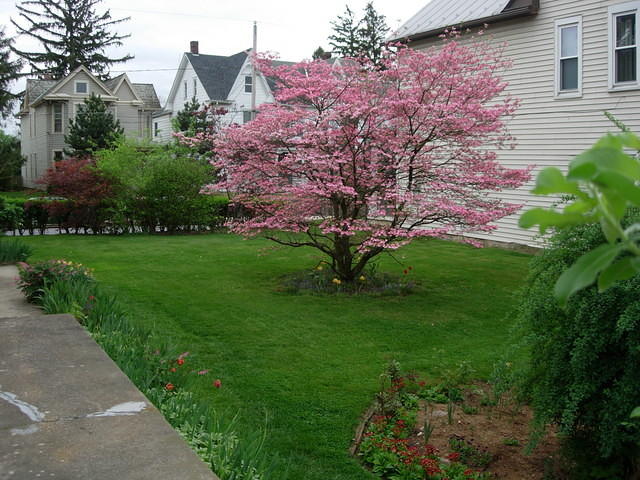 Yard before dig