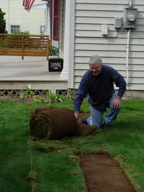 Roll of sod