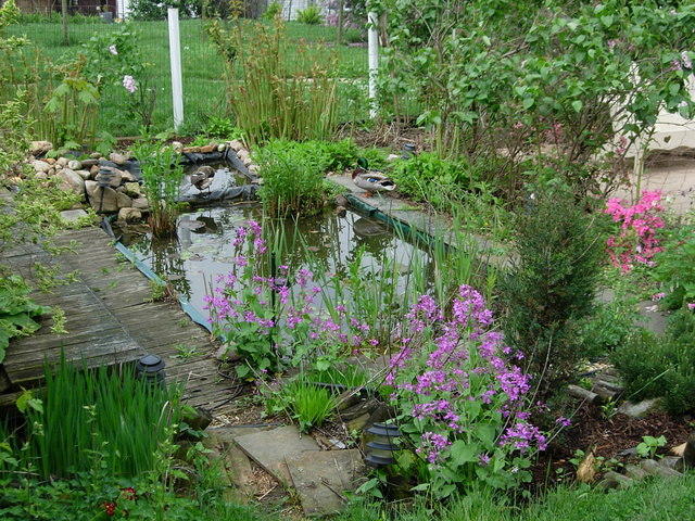 Ducks at the Pond