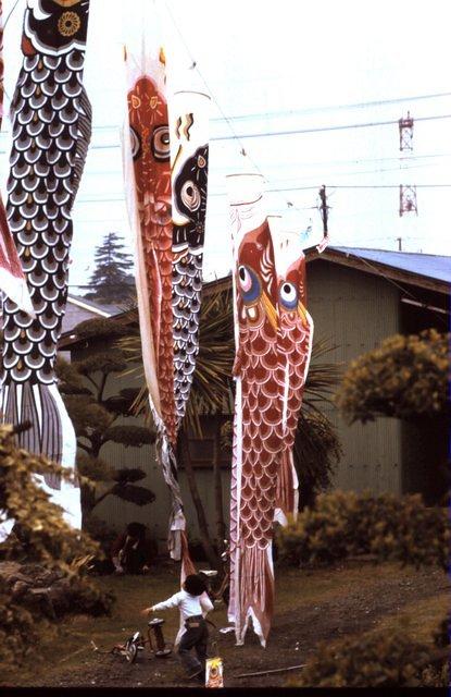 Boys Day flags - one carp flag for each boy in family