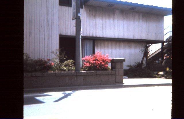 Blooming bush near base