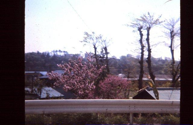 Blooming trees near base
