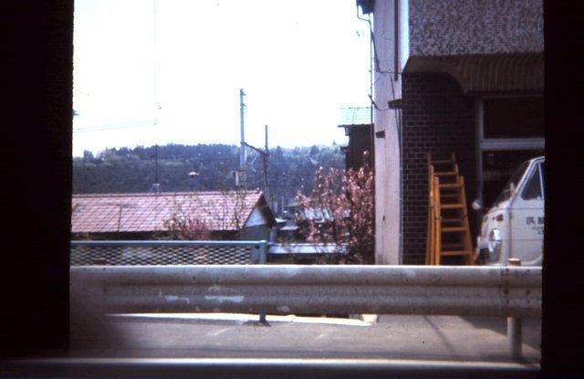 Blooming tree near base