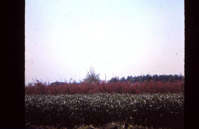 Blooming trees near base