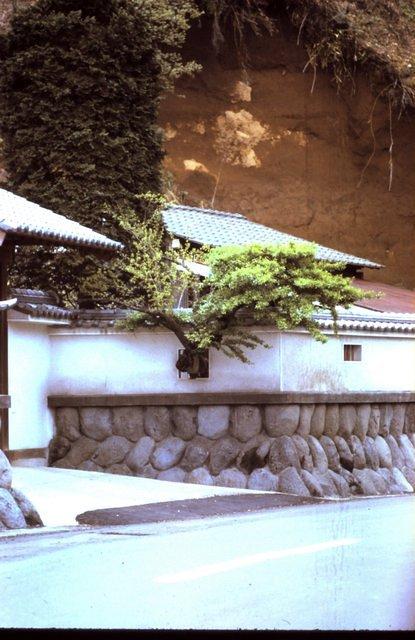 Tree growing through wall at house near Camp Zama