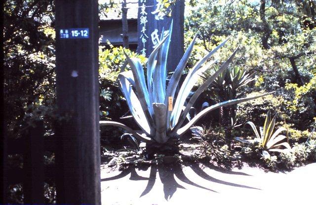 Garden at house in Kamakura