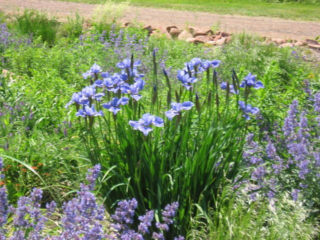 Flowers at PEI Preserve Co.