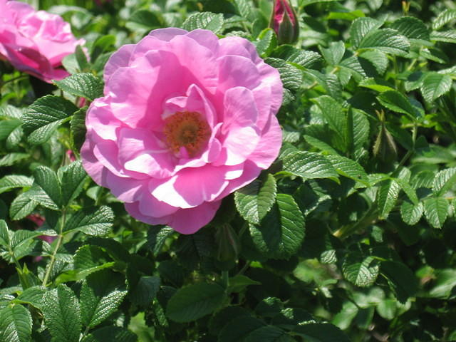 Rose at PEI Preserve Co.