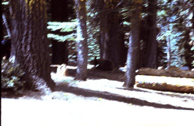 Black bear in Yosemite