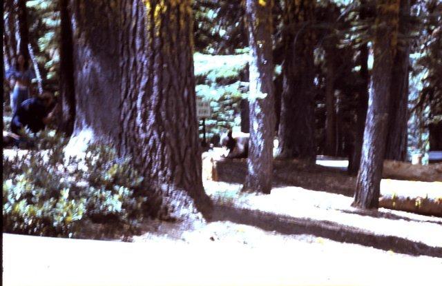 Black bear in Yosemite