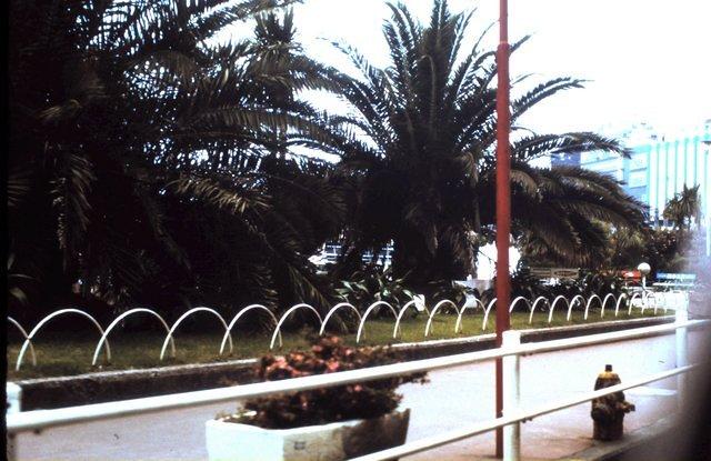 Trees in Izu