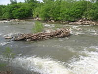 Wood pile in river