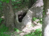 Hole in tree