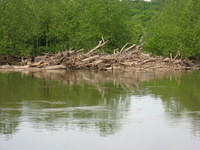 Wood pile in river