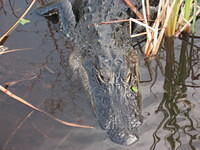 Florida 2008