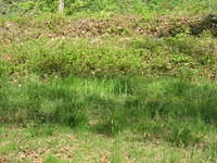 Trenches at Spotsylvania