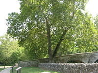 Tree at Burnsides Bridge that was in painting of the battle