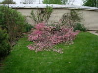 Dogwood limbs