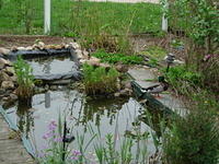 Ducks at the Pond