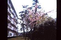 Blooming tree beside apartment building