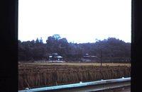 Rice plants hung up to dry