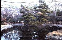 Koi pond at Shrine Park