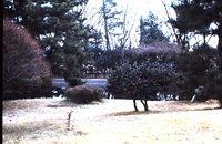 Shrine Park - this tree blooms in winter