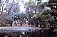 Koi pond at Shrine Park