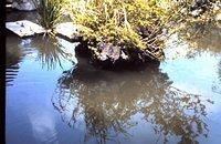 Pond at Kamakura