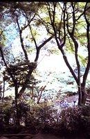 Zen Shrine at Kamakura