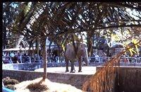 Elephant at Odawara Jo