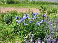 Flowers at PEI Preserve Co.