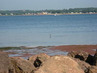 Bird in harbor at Victoria Park Charlottetown