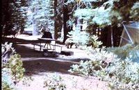 Black bear in Yosemite