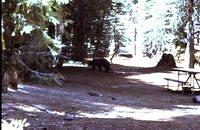 Black bear in Yosemite