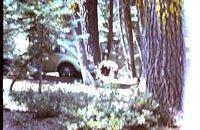 Black bear in Yosemite