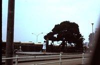 Tree in Izu