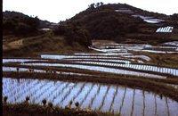 Very small terraced fields of rice